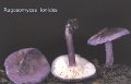 Rugosomyces ionides-amf366